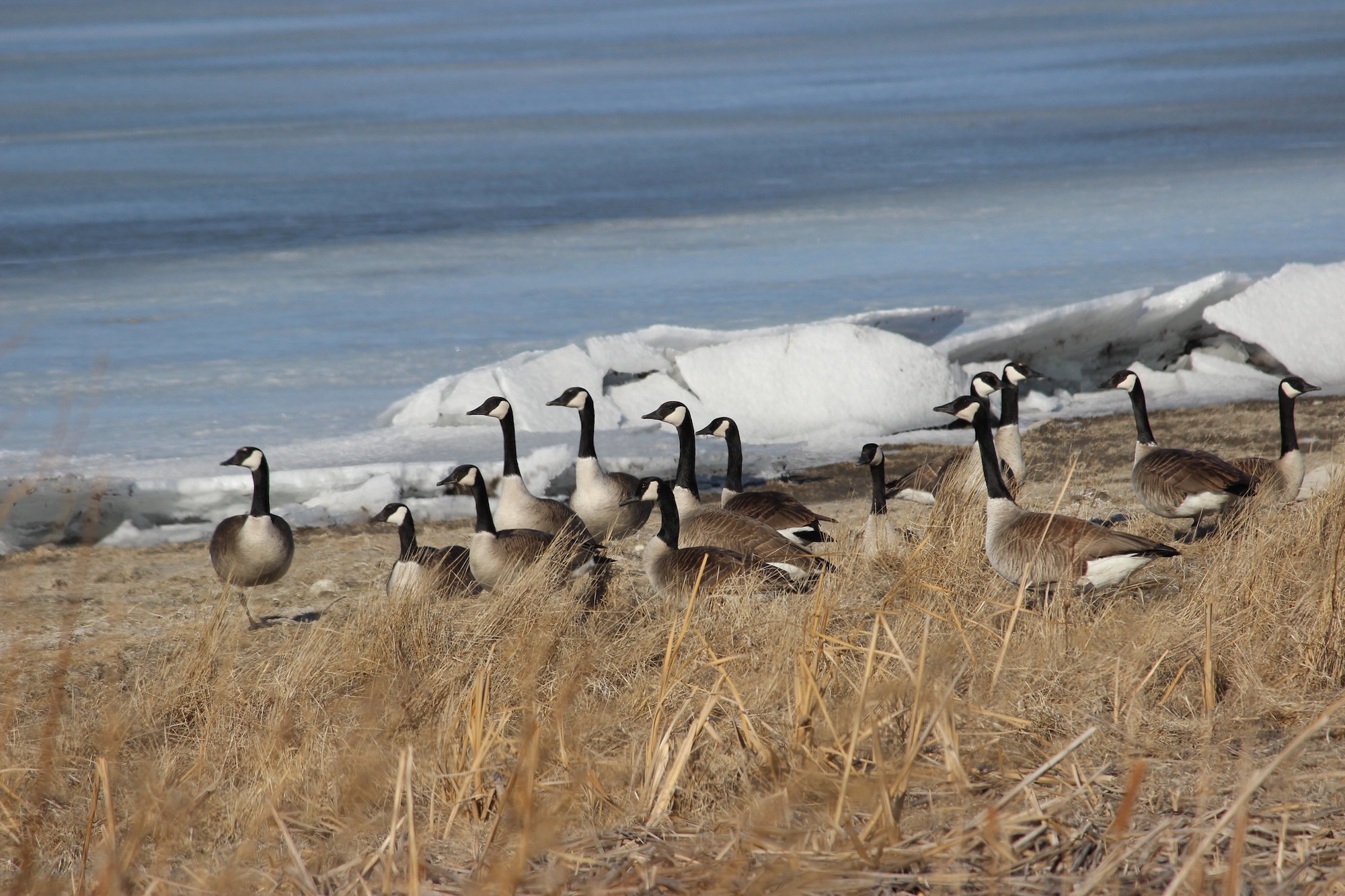 A flock of Canada geese stand on a riverbank in North Dakota.