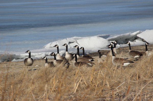 North Dakota Saw a Record Number of Canada Geese This Winter