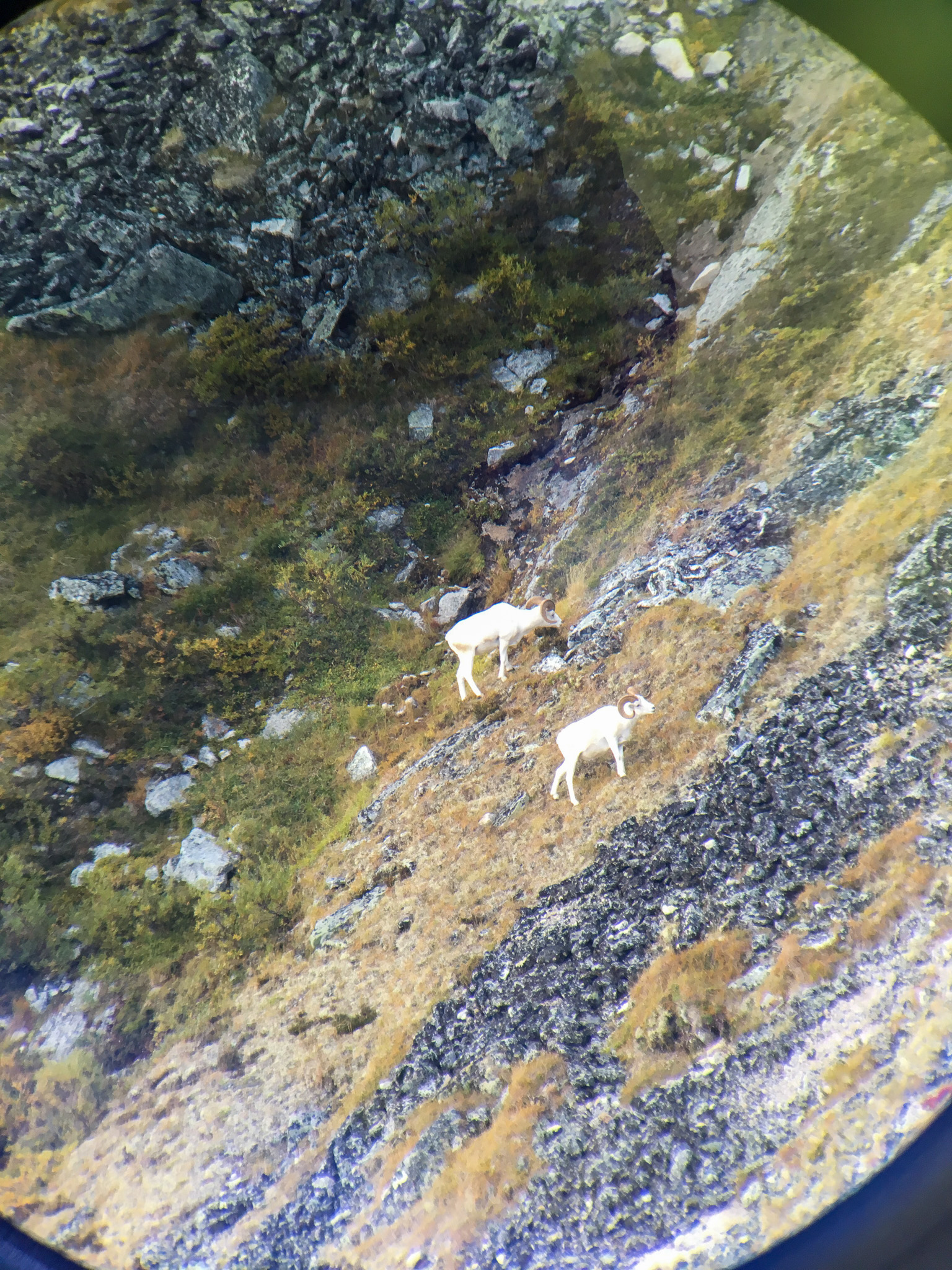 Two dall sheep feed on a mountainside, as viewed through a spotting scope.