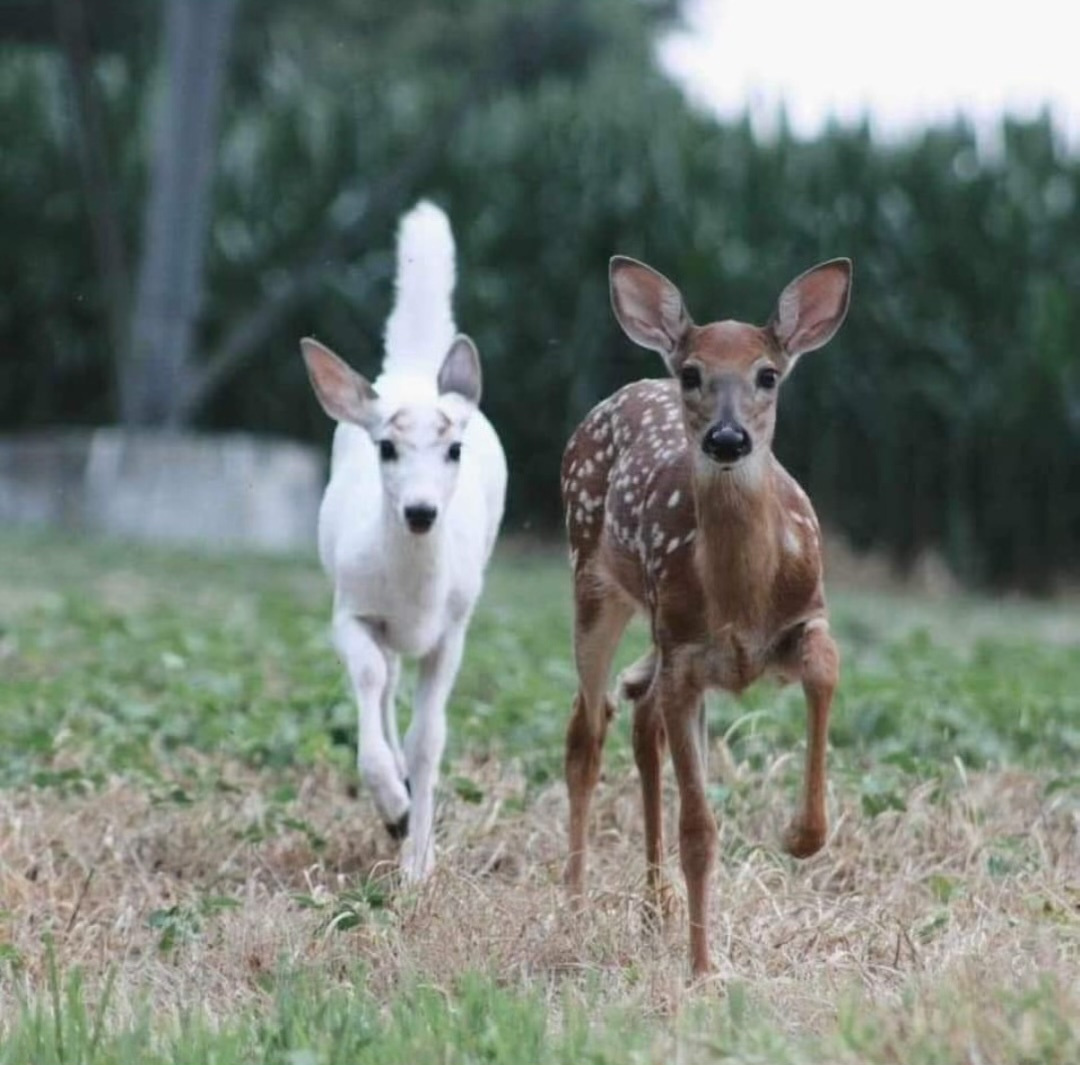 piebald buck fawn with whitetail fawn