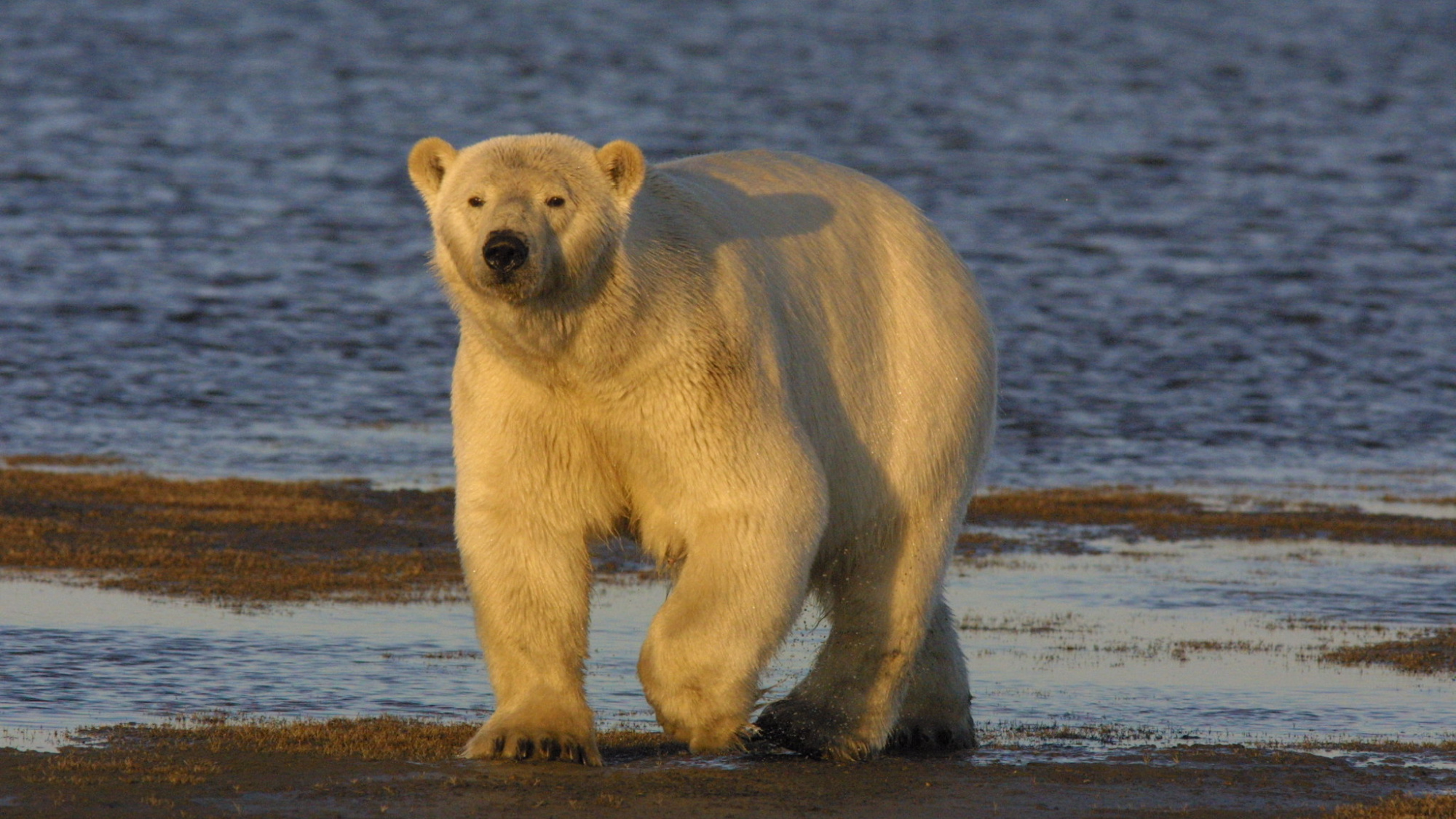 polar bear walking on Alaskan tundra