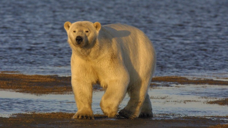 Mysterious Polar Bear Heist Has Canadian Authorities Scratching Their Heads