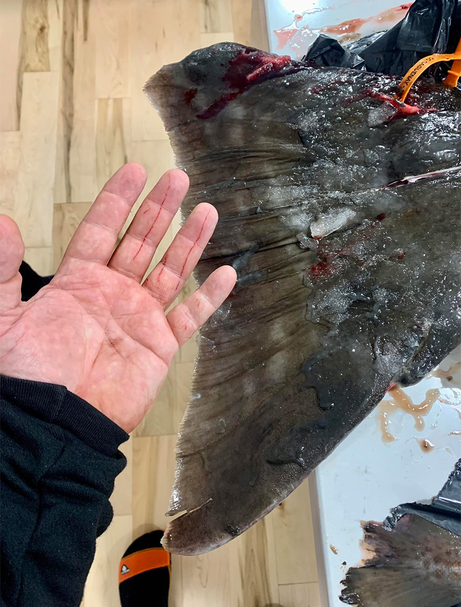 An angler hold his hand near a giant halibut's tail to show how large it is.