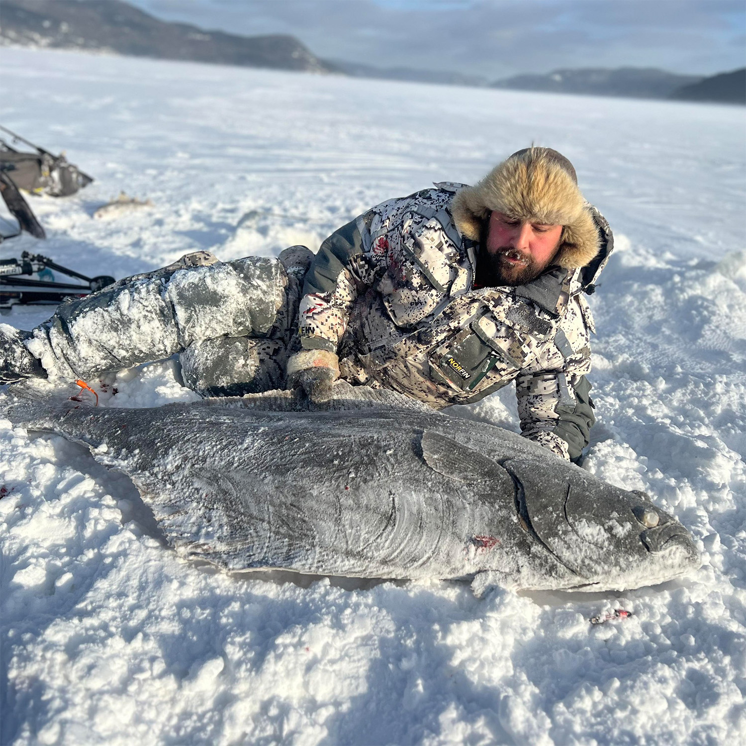 An ice fisherman from Quebec lies on the ice next to a giant halibut.