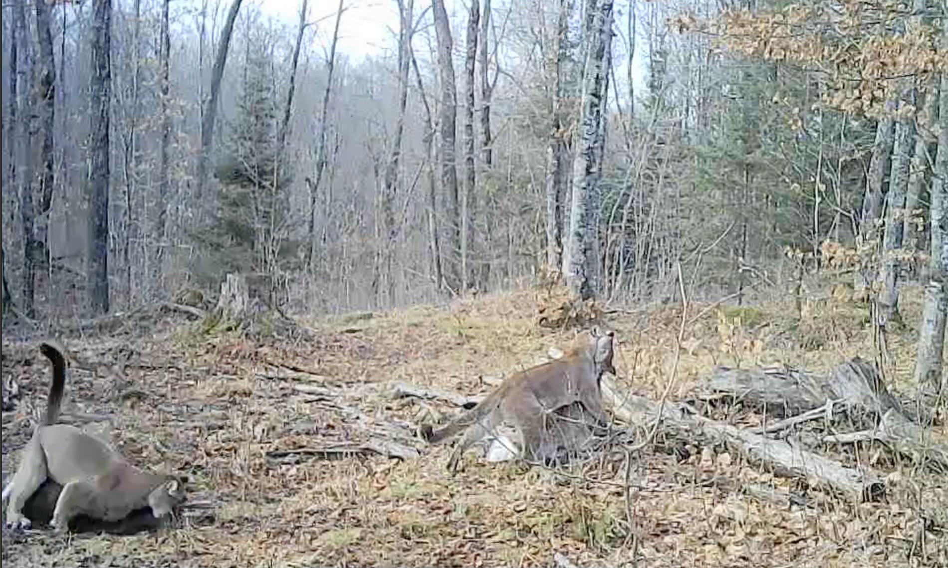 A composite image of screenshots from a video that shows a cougar dragging a whitetail deer into the woods.