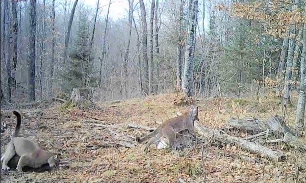 Watch: Michigan Cougar Kills a Deer in Rare Trail Cam Footage
