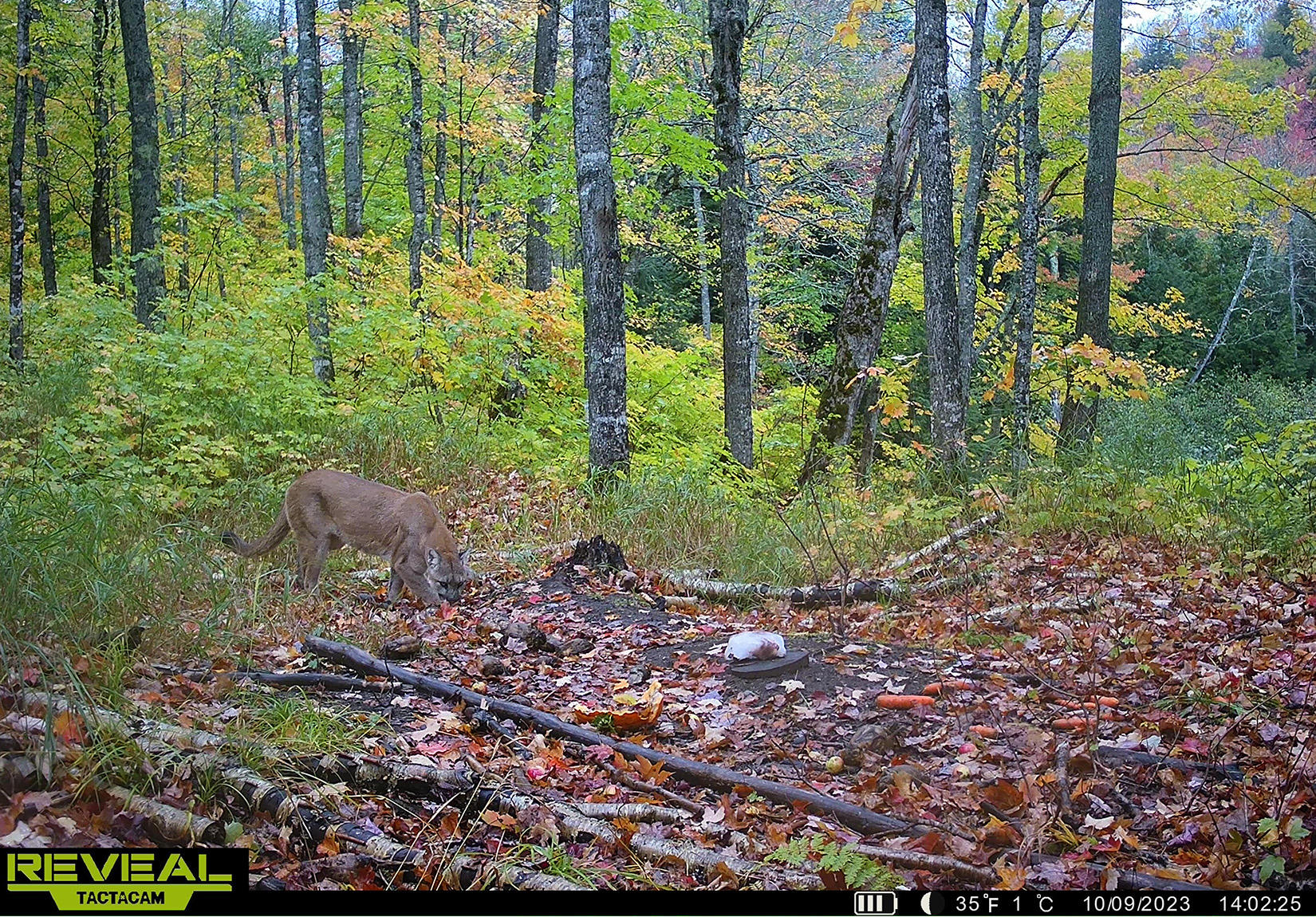 A trail cam photo of a cougar on Michigan's Upper Peninsula.