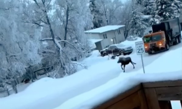 Watch: Garbage Truck Driver Chases Moose, Gets Canned