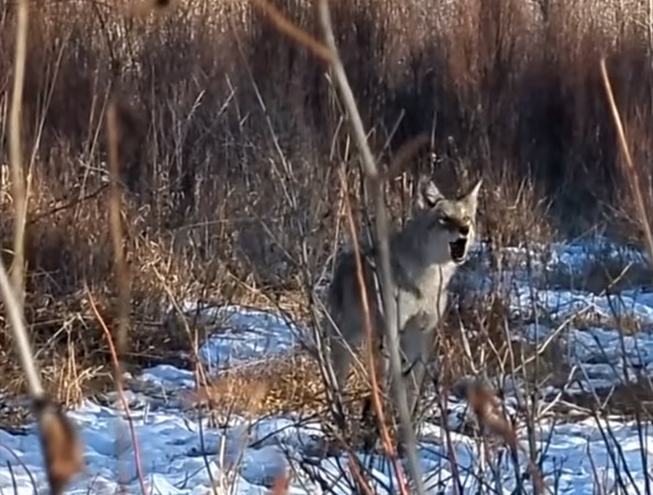 Watch: Elk Hunter Faces Off with an Aggressive Coyote That Won’t Back Down