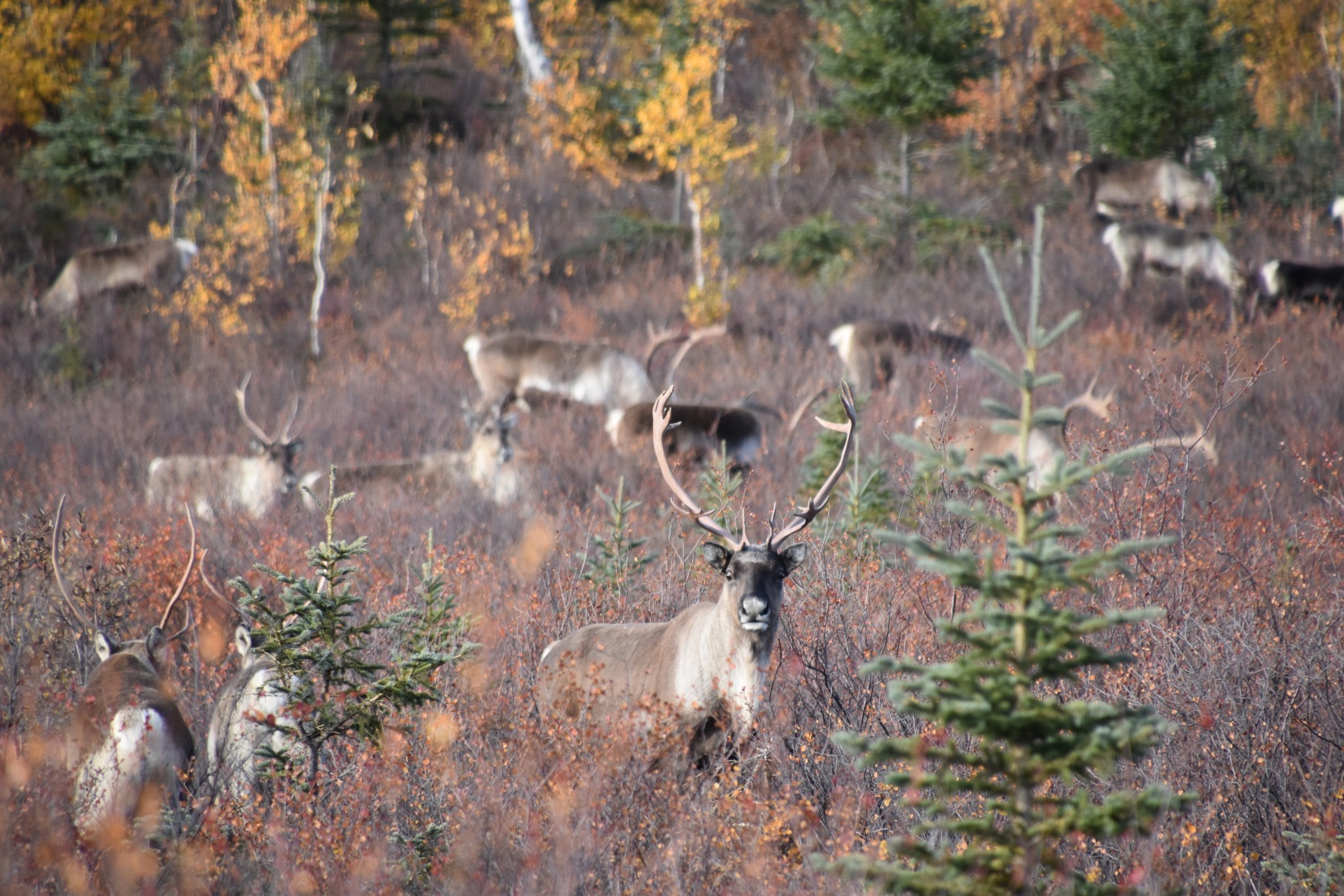 Proposals Could End NonResident Caribou Hunts in Northwest AK