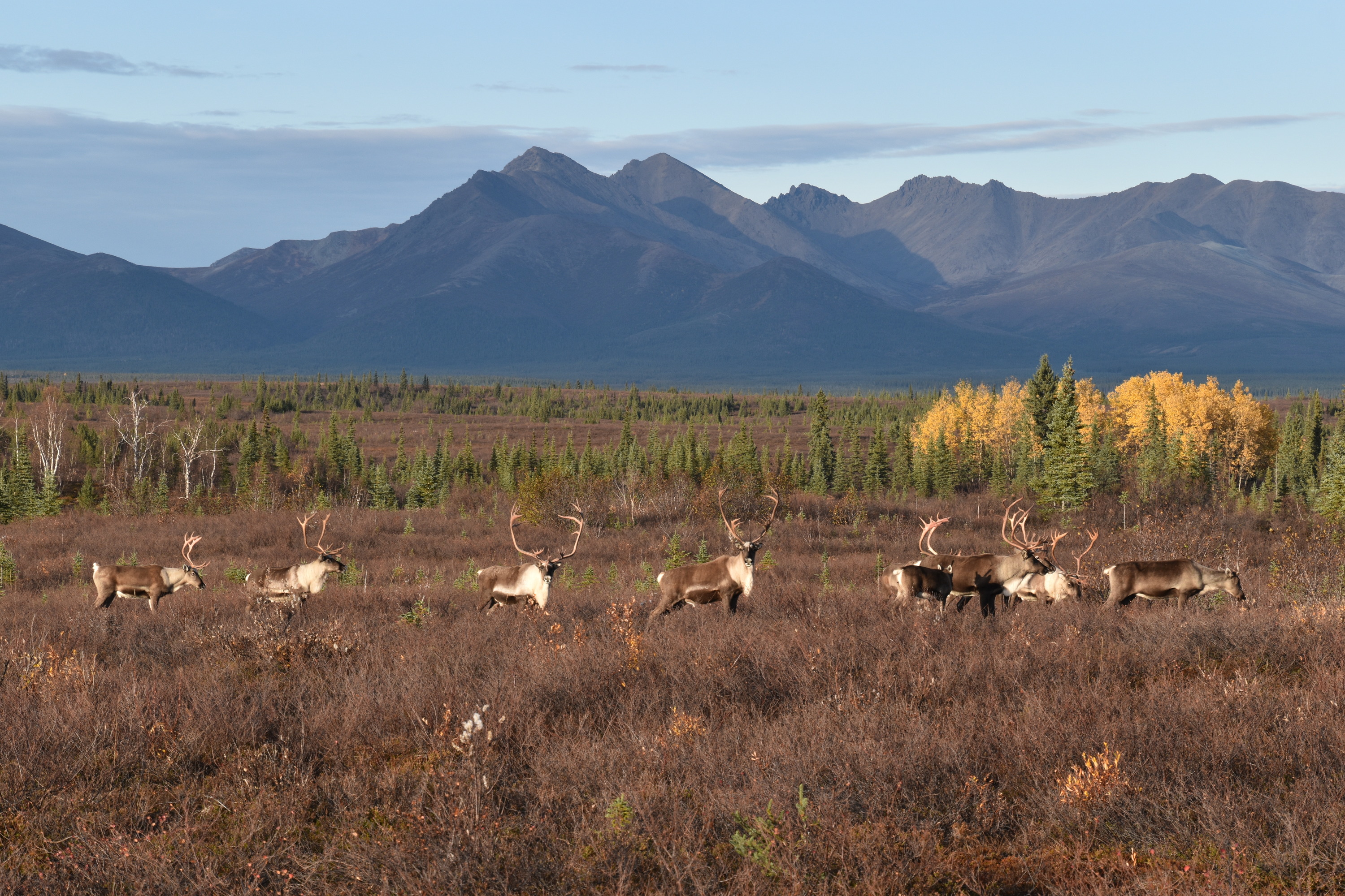 Proposals May just Finish NonResident Caribou Hunts in Northwest AK