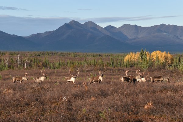 Proposals Would Close Non-Resident Caribou Hunting in Northwest Alaska