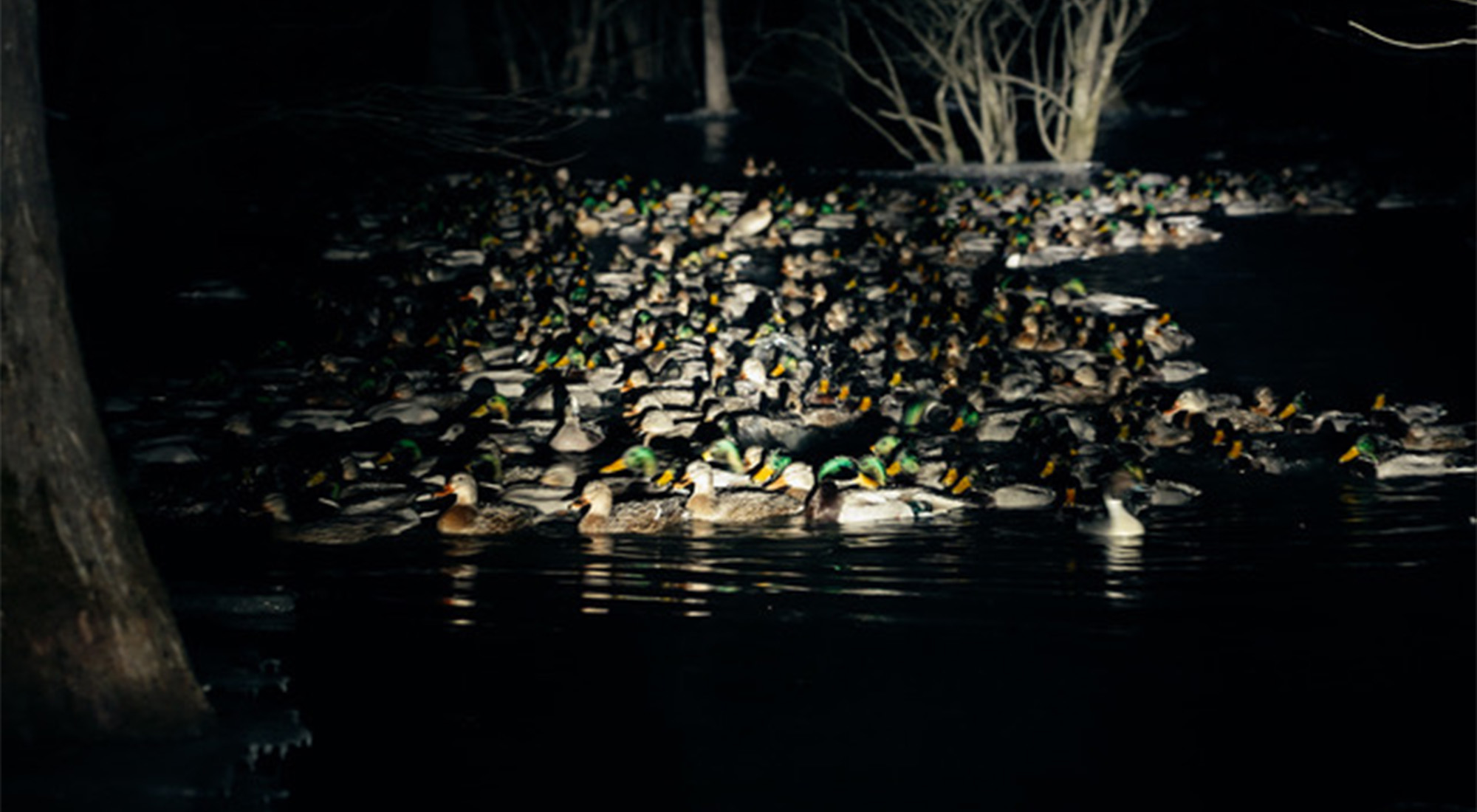 A gigantic raft of mallards lit up by a spotlight in the flooded timber.
