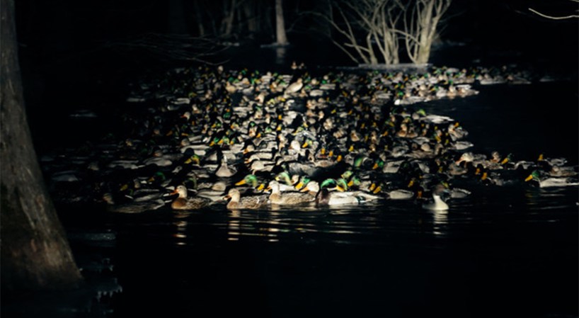 Watch: Hundreds of Mallards Swim Out of Flooded Timber, Swarming Hunters