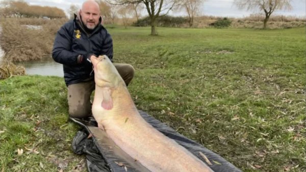 British Angler Catches Record-Breaking Wels Catfish But Declines to Have It Entered in the Books. Should Implanted Fish Even Qualify for Records?
