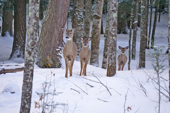 Would Banning Doe Harvests Help Save Northwoods Deer Hunting?