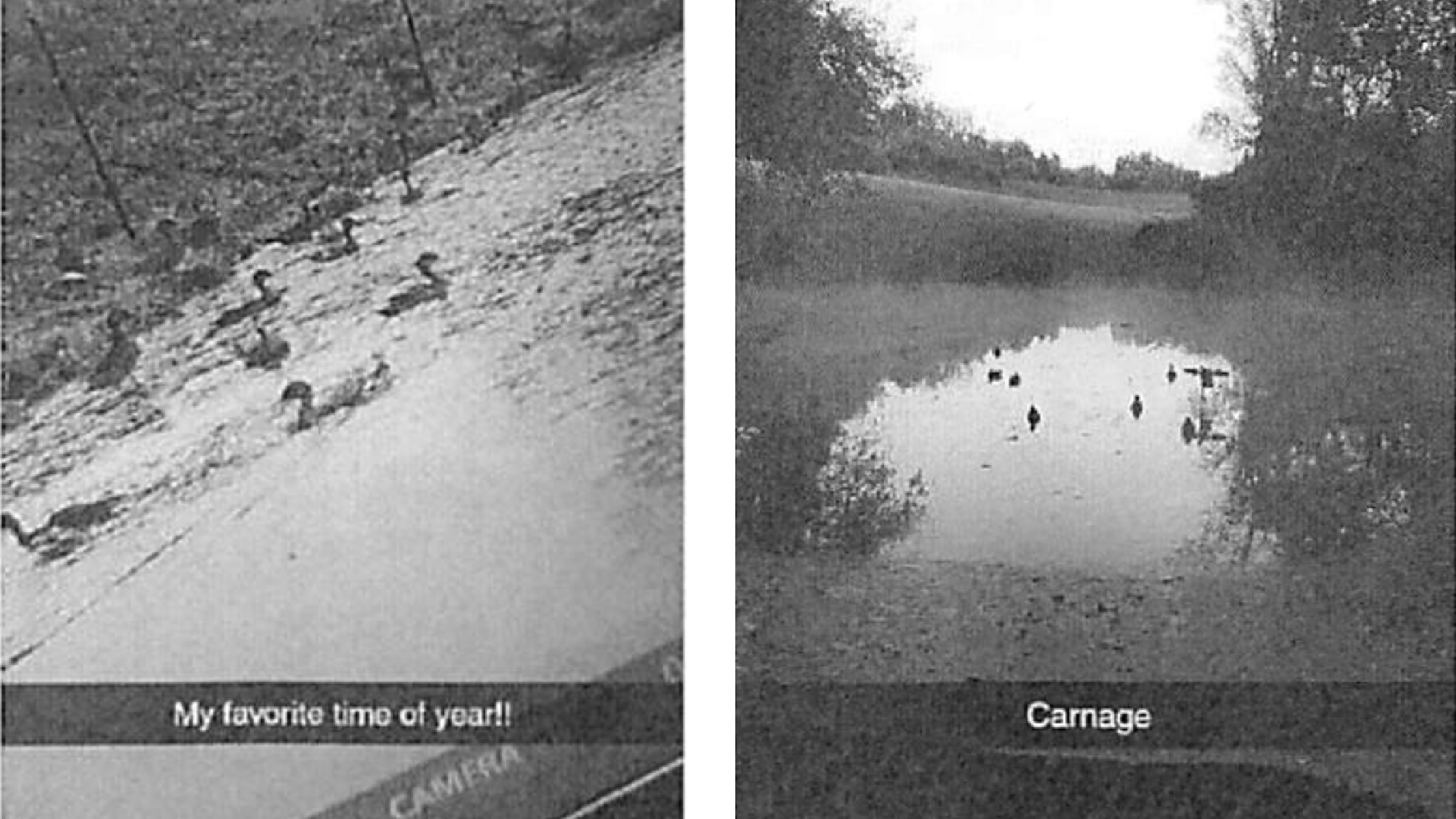 screenshots of social media posts of wood ducks in a pond