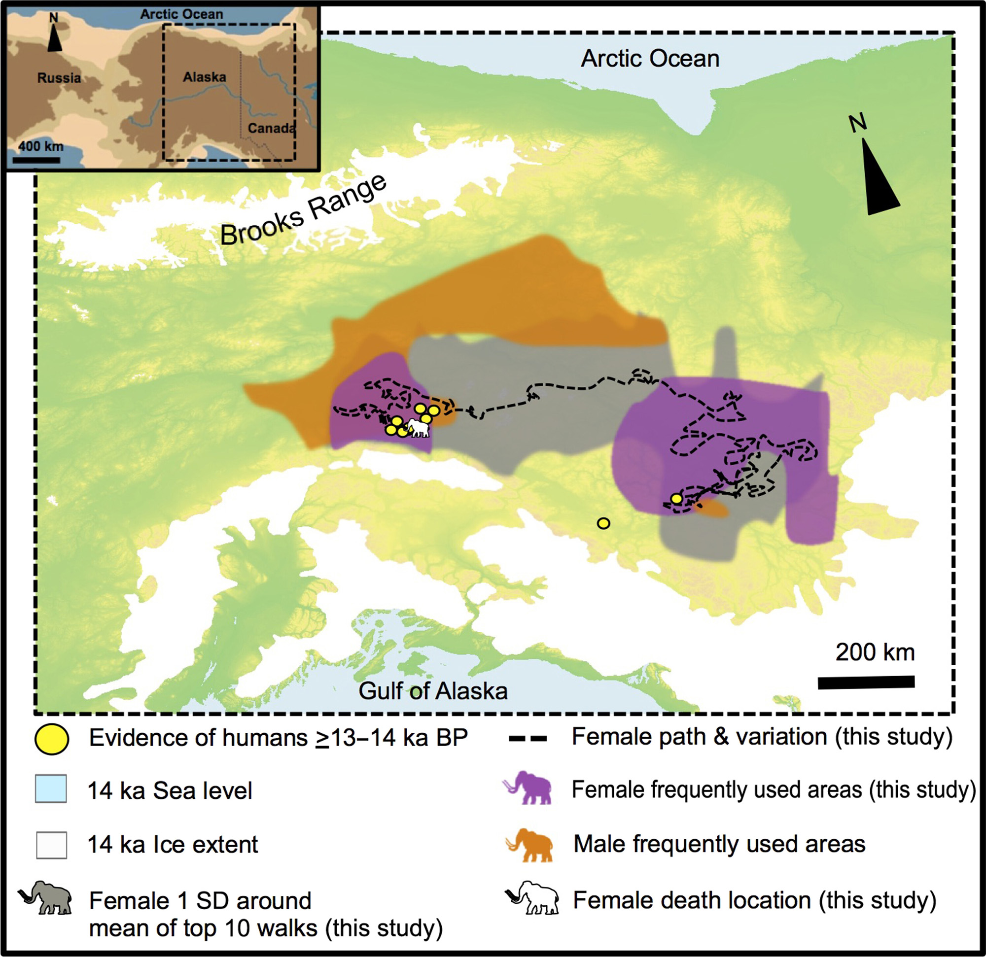 A map showing the migratory route of a woolly mammoth in prehistoric Alaska.