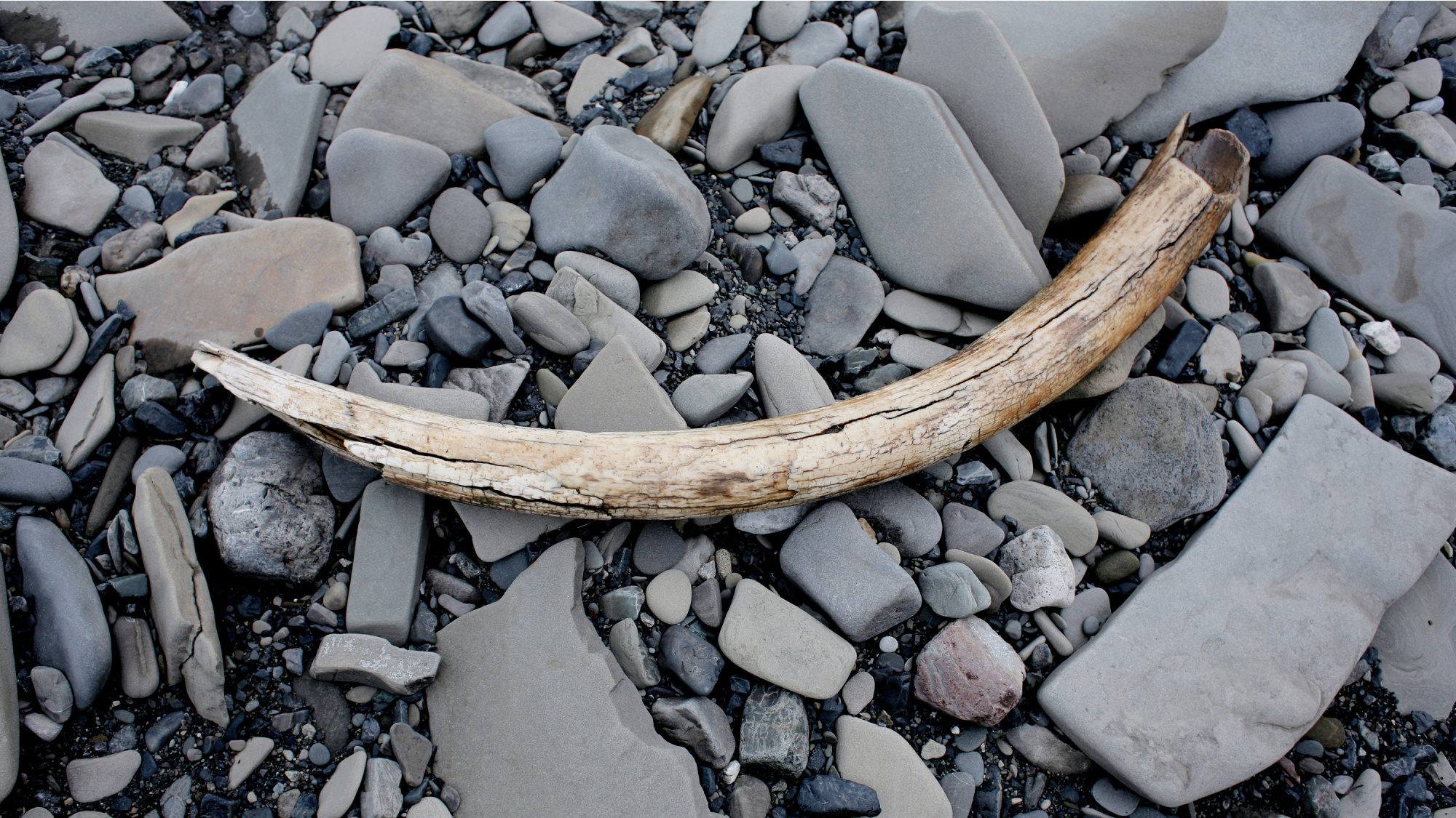 A remnant of a woolly mammoth tusk rests on the ground in Alaska.