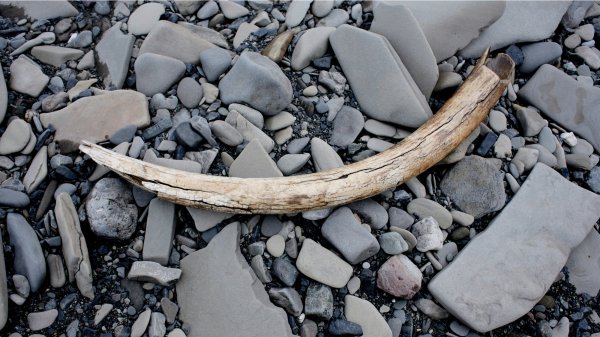 The Earliest Alaskans Built Hunting Camps Along Woolly Mammoth Migration Routes