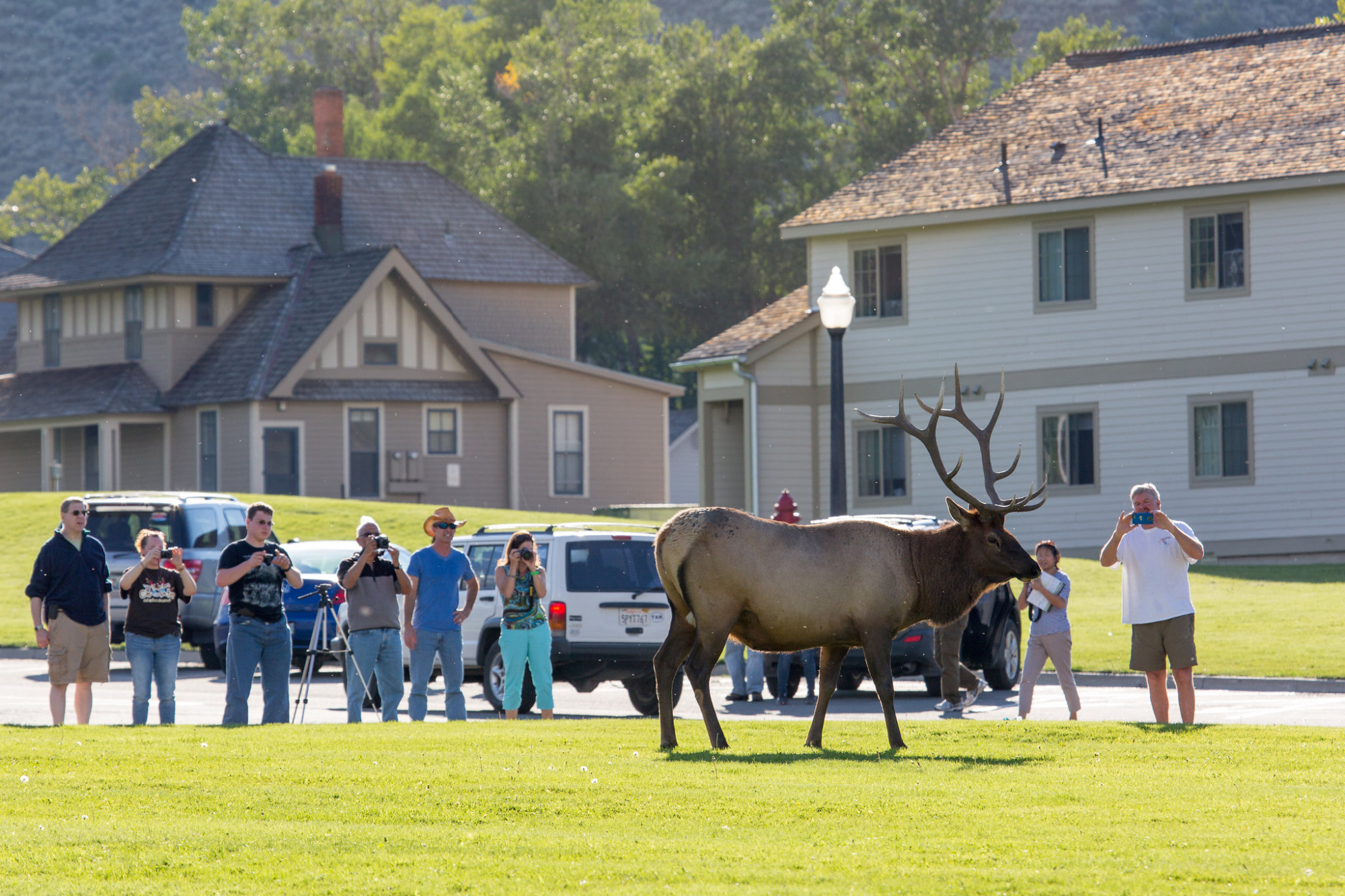 people viewing elk yellowstone national park