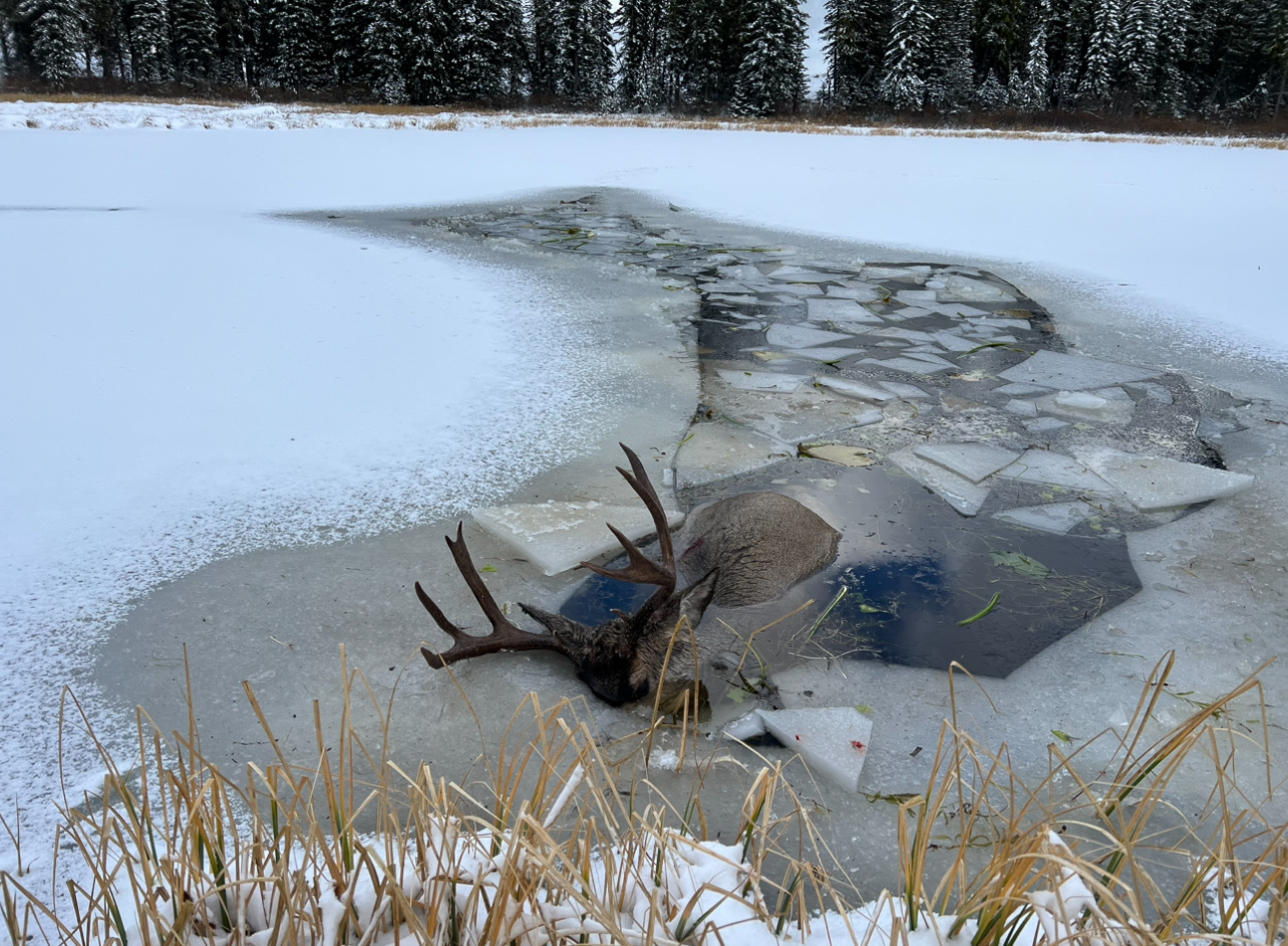 A buck lies half-submerged in half-frozen water.