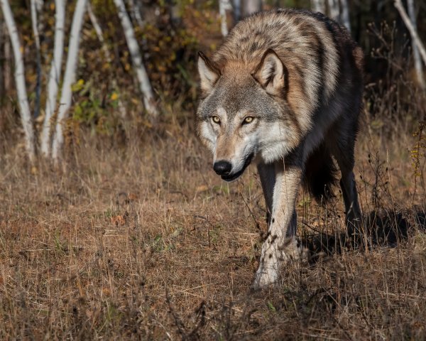 Minnesota Congressman Posts Viral Video of Wolf Killing Deer at Logging Site. Calls for Delisting