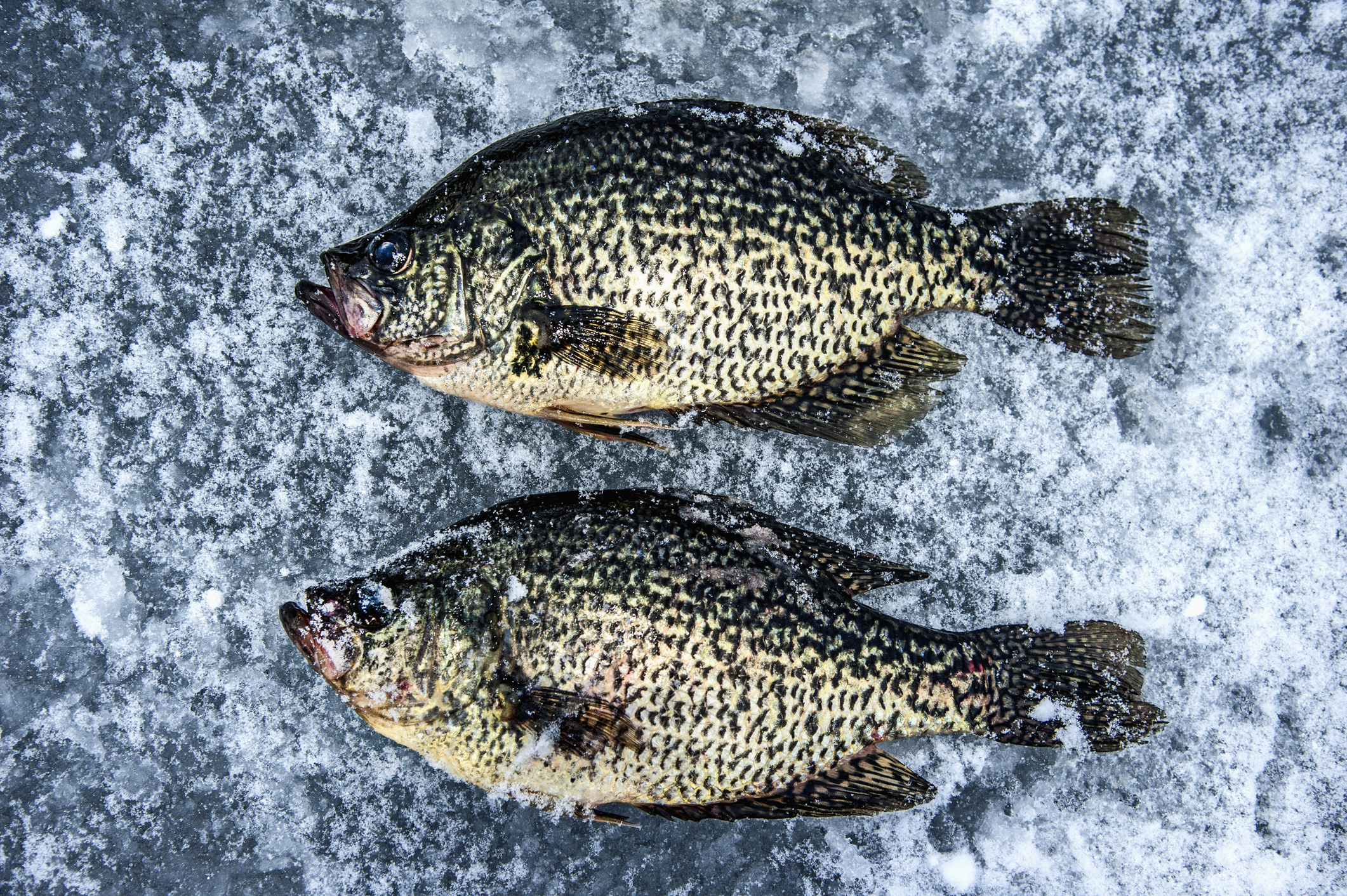 Potential competition between black crappie and invasive white