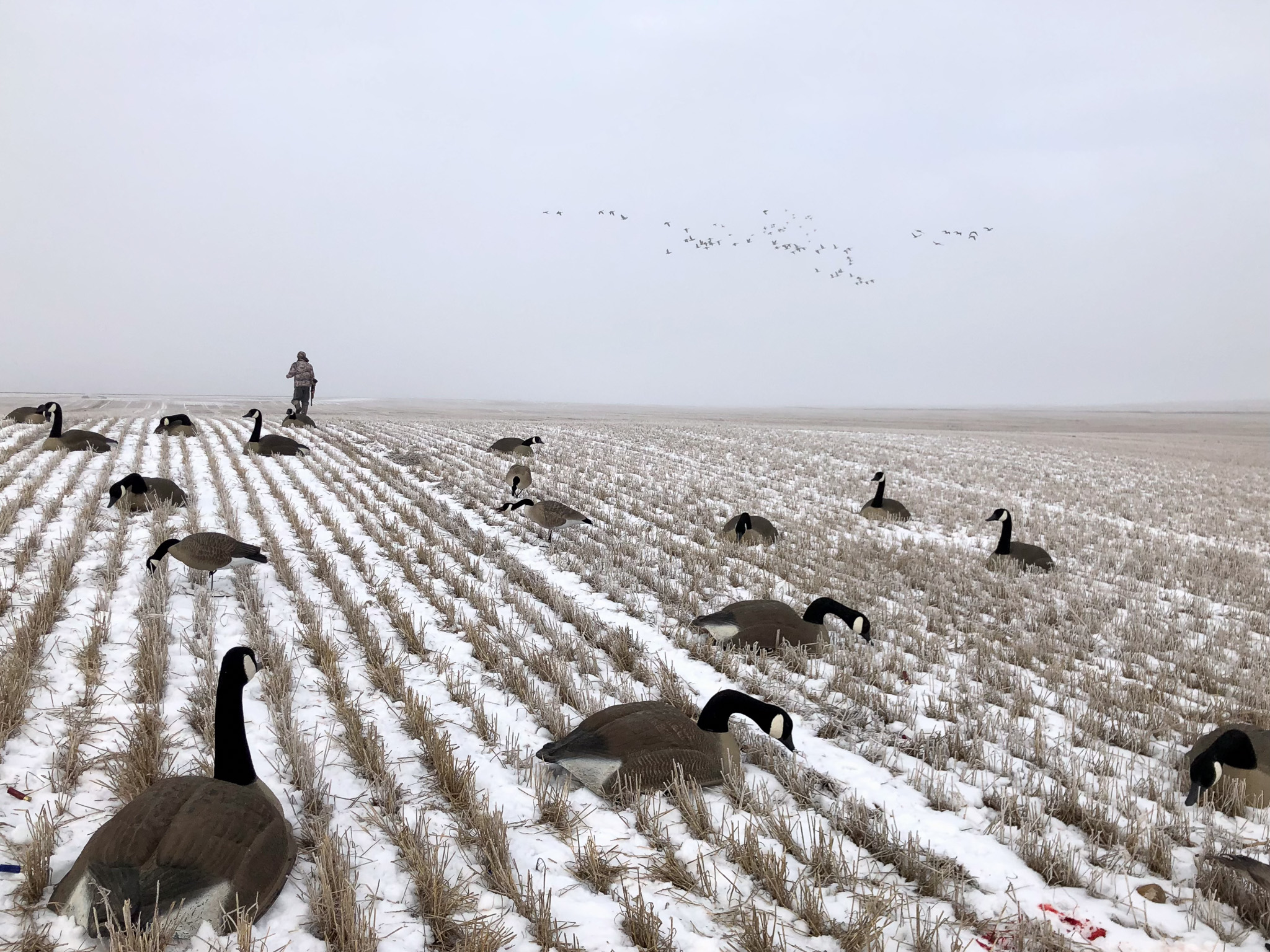 A goose hunter walks through a field of goose decoys.