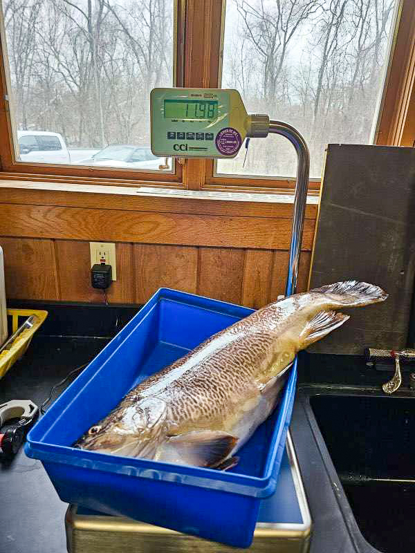 The West Virginia state-record tiger trout sits in a blue bucket on a certified scale that reads its official weight.