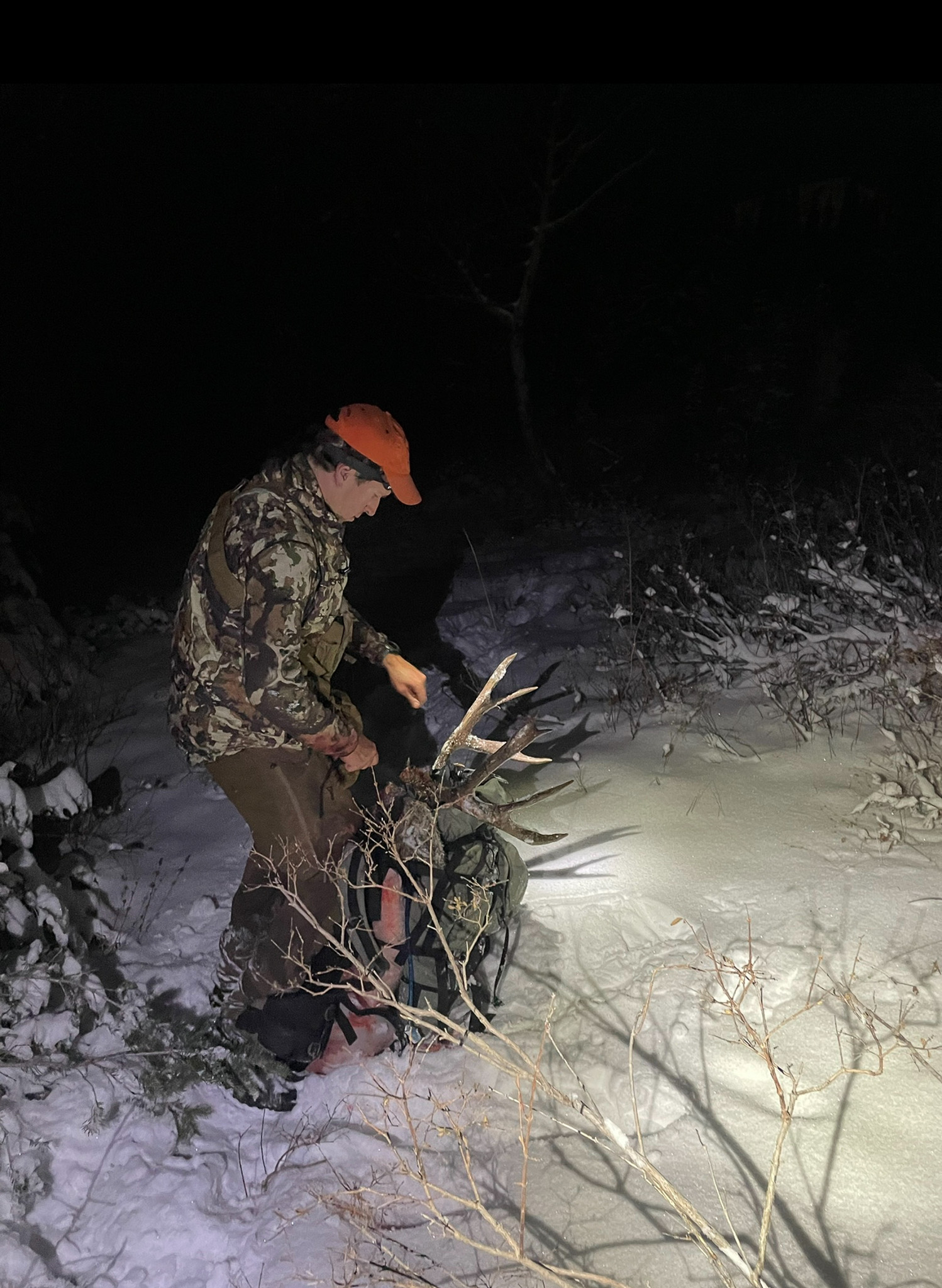 A hunter secures his deer to his pack in the dark.