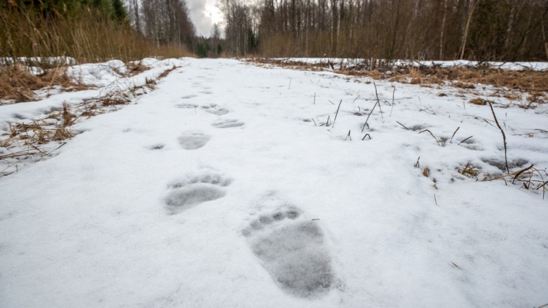 Bear tracks walk through snow on a path in the woods.