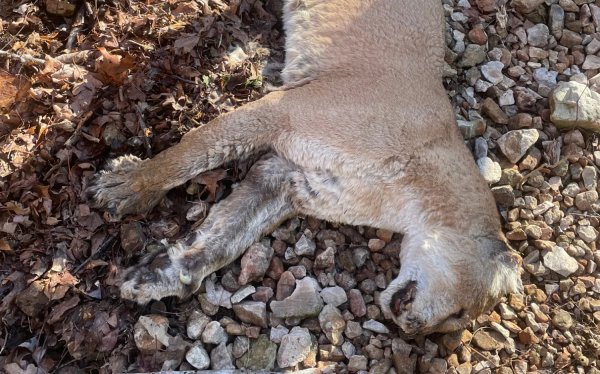 A Dead Cougar Was Found in Arkansas for the First Time in a Decade. Experts Aren’t Sure What Killed It