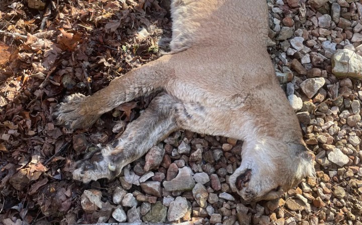 A dead mountain lion was discovered in Arkansas.