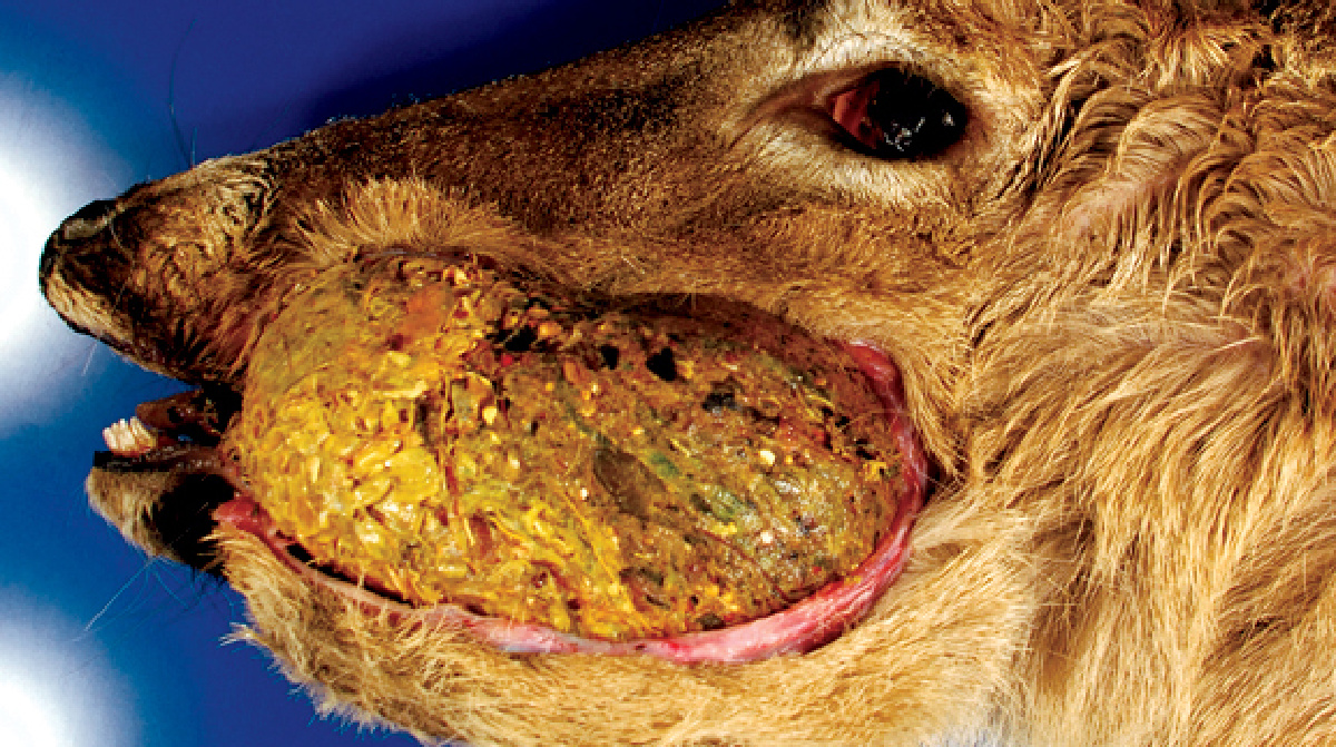 A deer with severe food impaction from arterial worm.