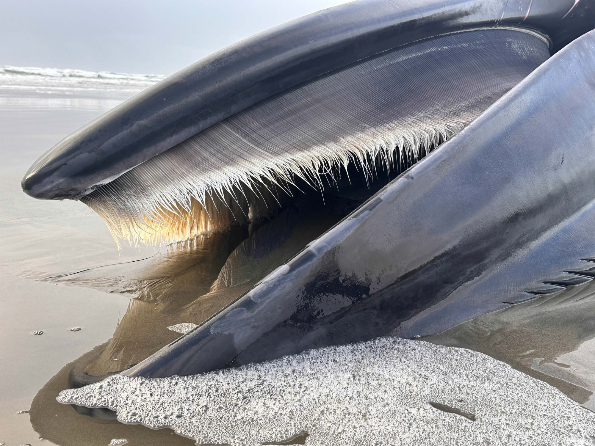A dead Fin whale washed up on an Oregon beach.