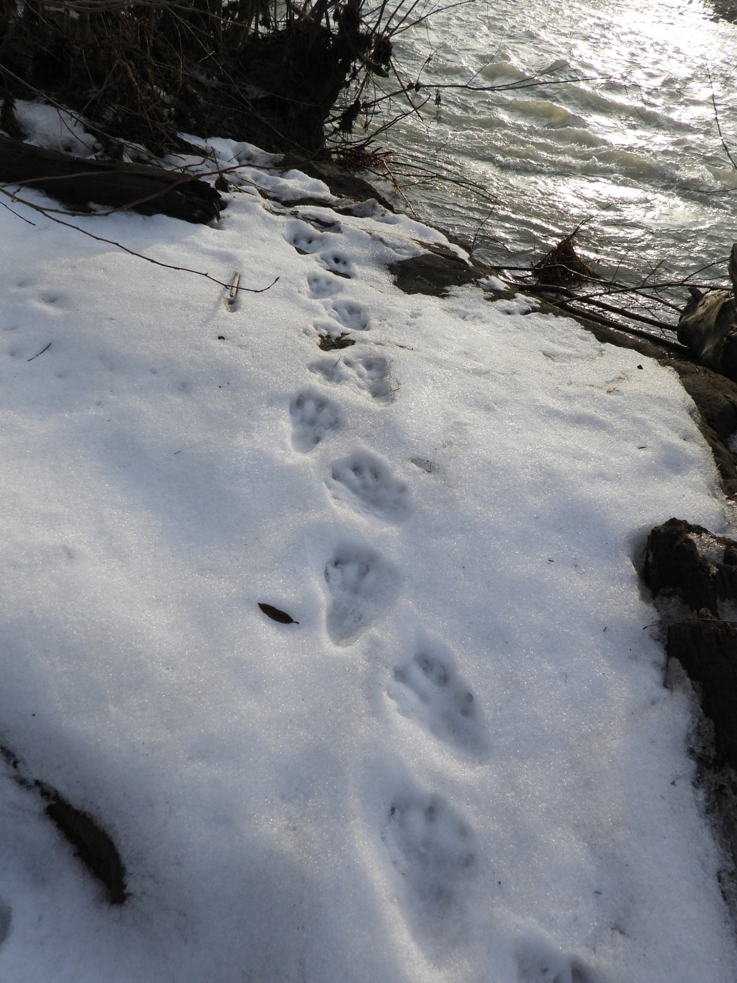Beaver tracks amble toward water.