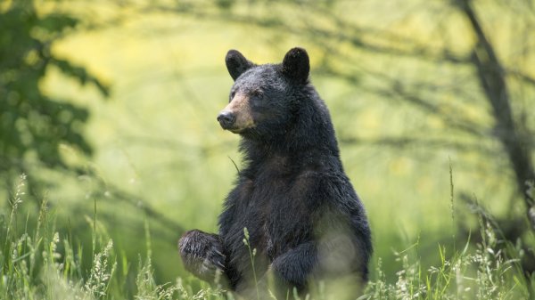 Florida Rep Cites ‘Crack Bears’ in Effort to Legalize Killing Black Bears in Self Defense