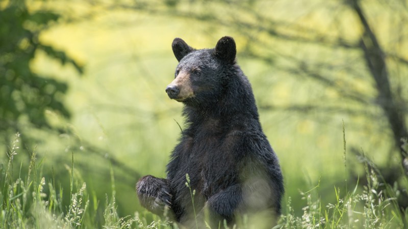 A black bear sits in a green field.