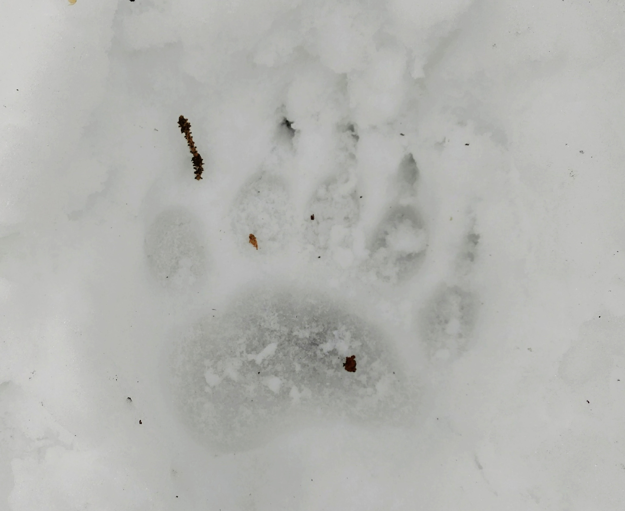 A black bear track shows up in snow.