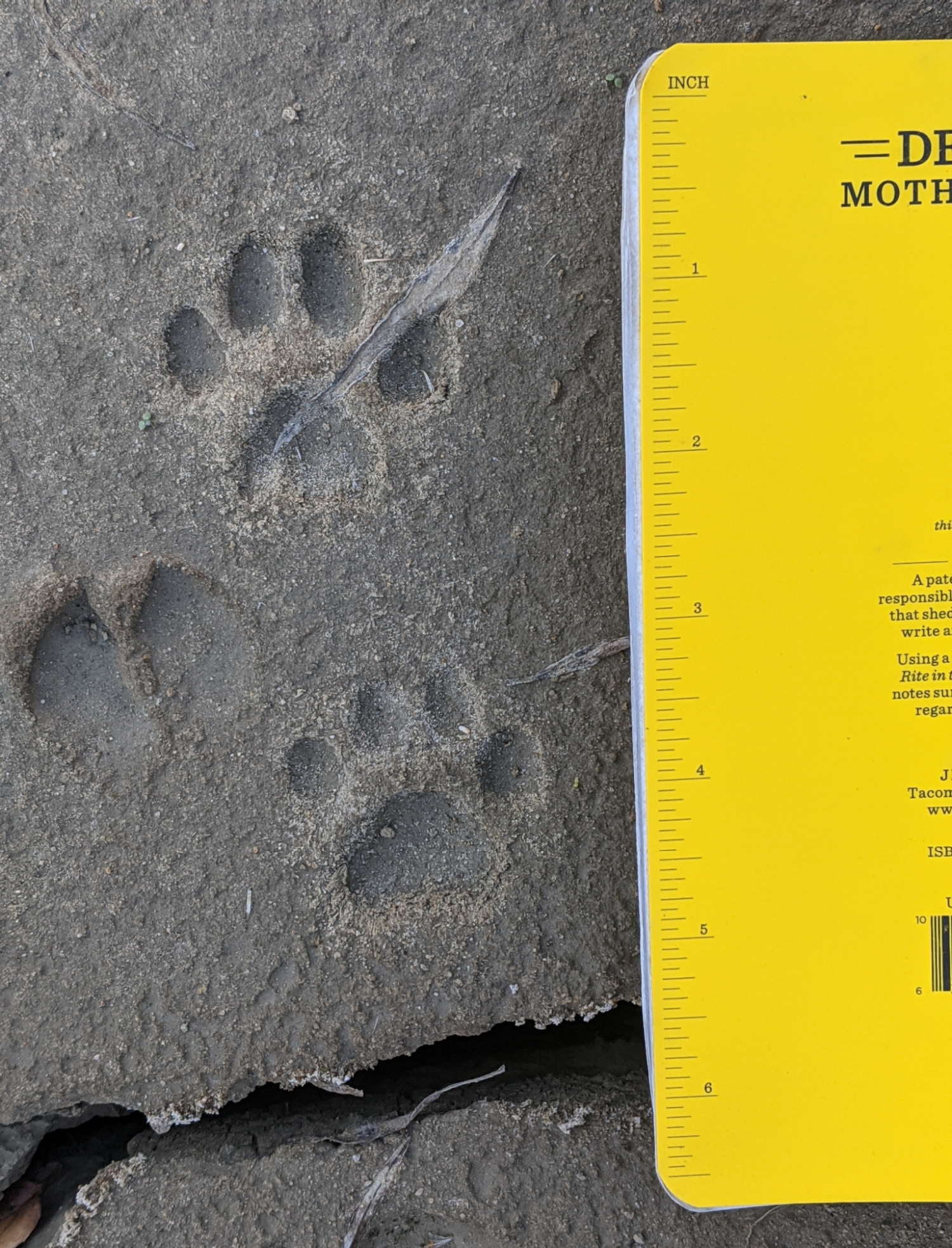 Two bobcat tracks show in soft sand with a notebook for scale.