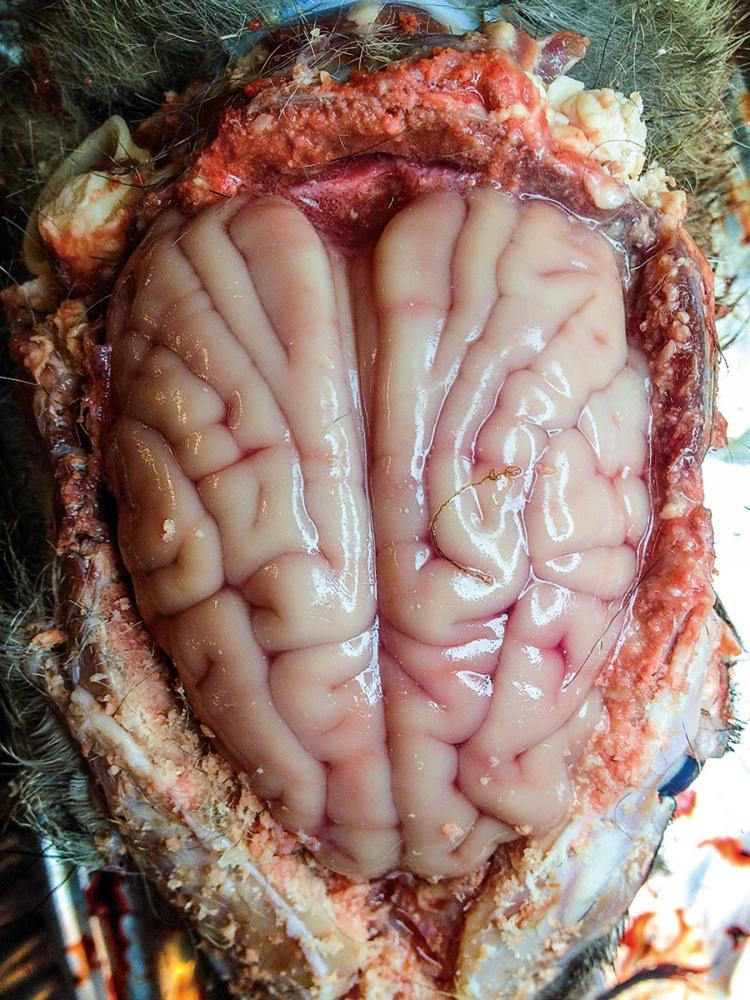 A deer brain with a small worm on top.