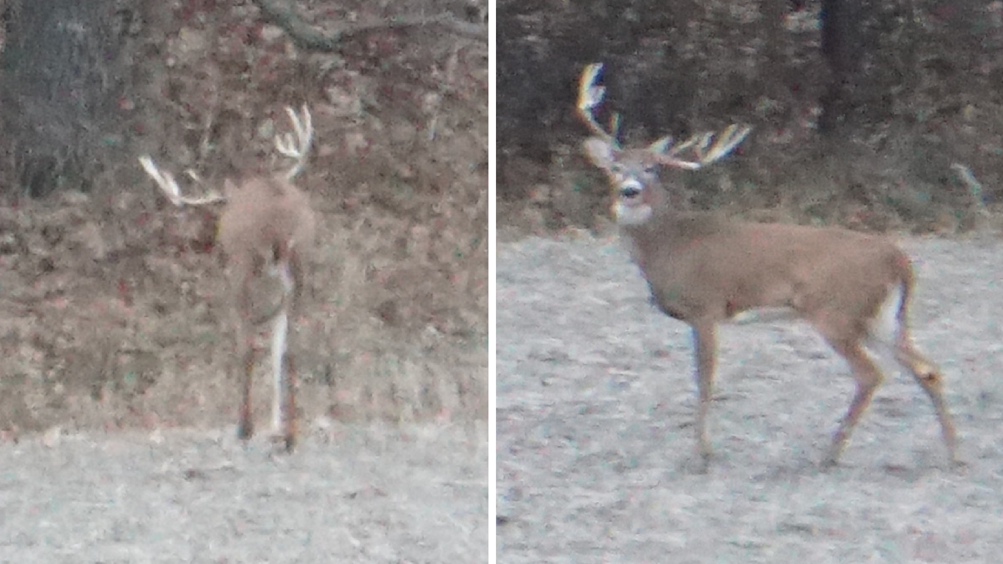 A buck with antler deformities could have brain abscess.