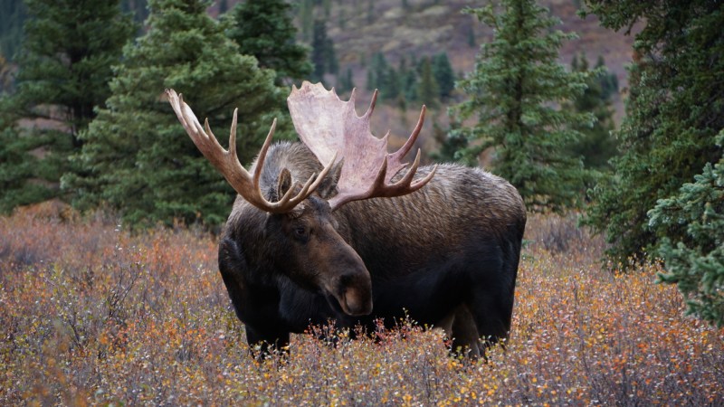 A bull moose in a field in Denali National Park.