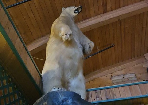 A taxidermy polar bear on display.