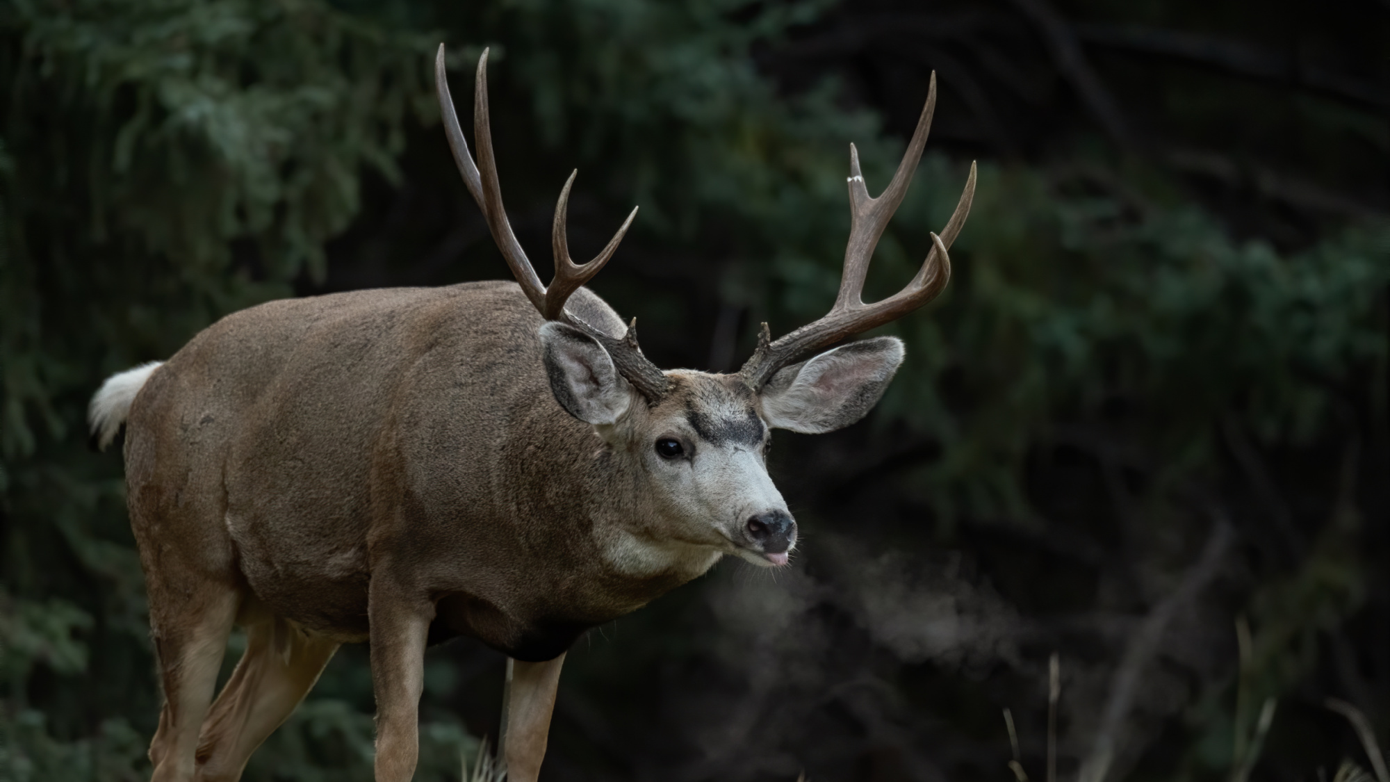 A mule deer buck lowers his head in Canada.