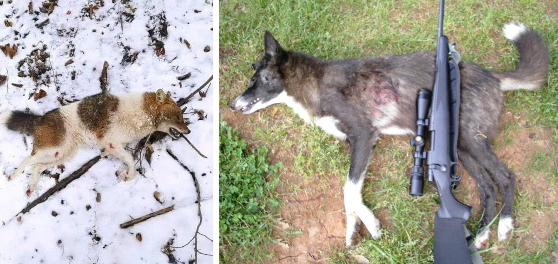 Two different photos of coydogs found on the internet.