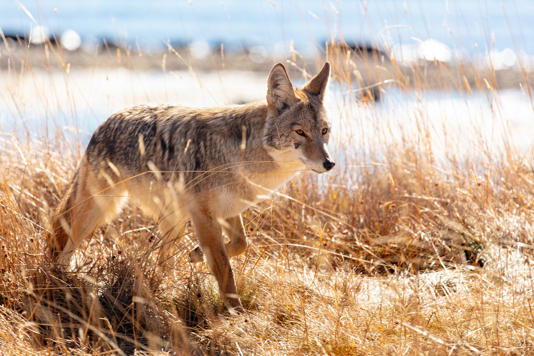 A Western coyote in Yellowstone National Park.