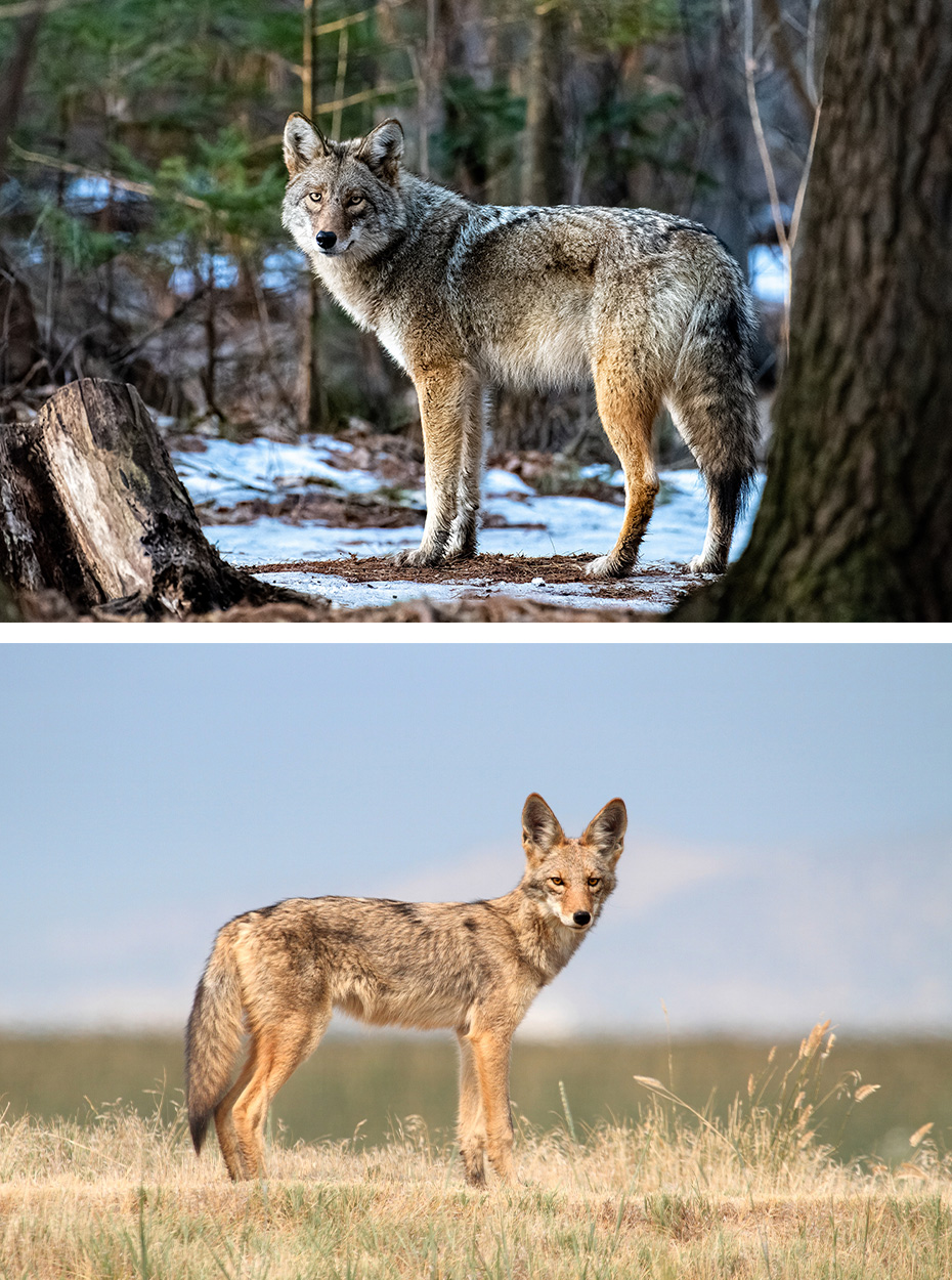 An Eastern coyote vs. Western coyote.
