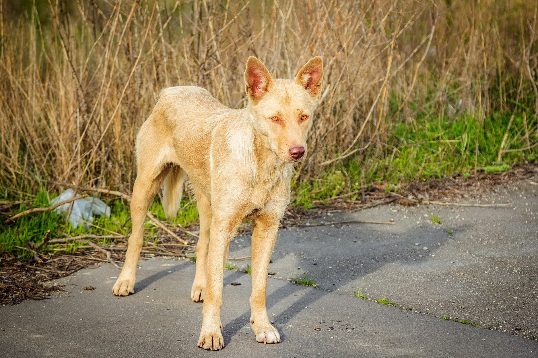 A feral dog stands on the roadside.